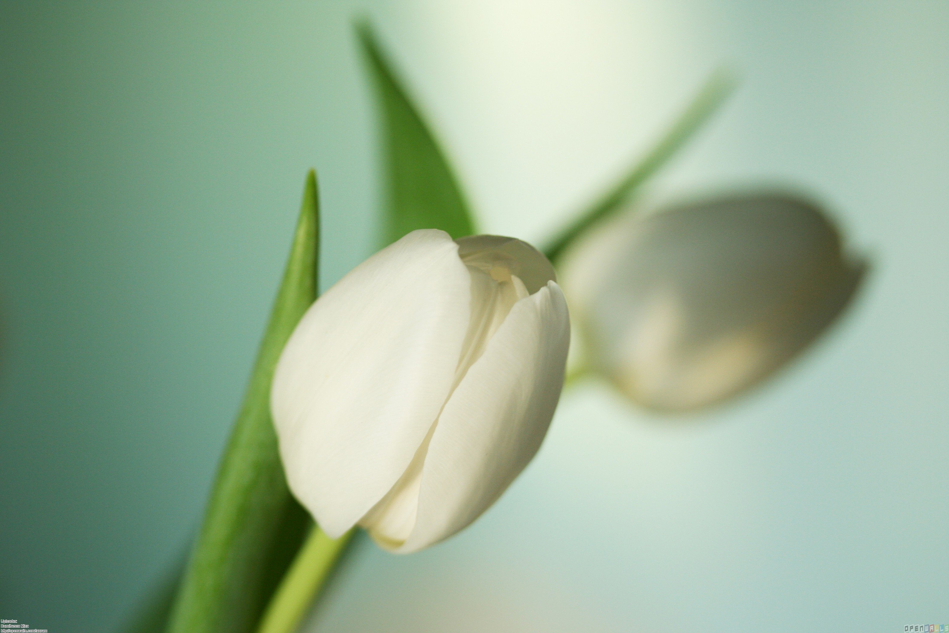 Free download Pin White Tulips Wallpaper Flower Wallpaper 671 [3172x2115] for your Desktop, Mobile & Tablet. Explore White Tulips Wallpaper. Tulips Background Wallpaper, Spring Tulips Wallpaper, Microsoft Tulip Wallpaper