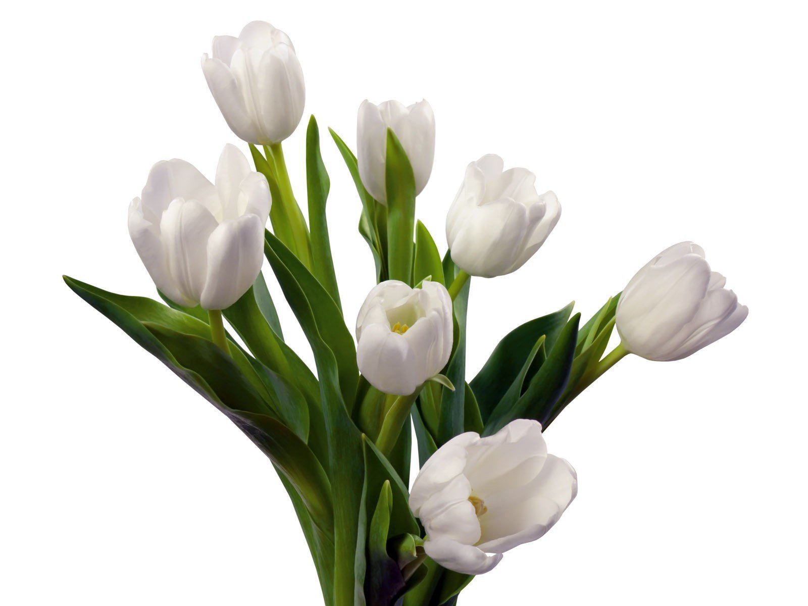 Tulips White Bouquet wallpaperx1200