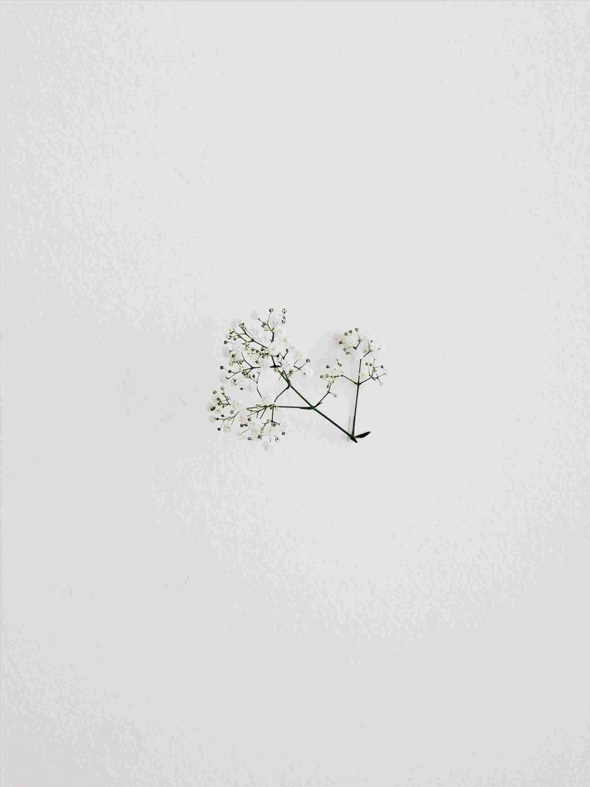 Cute #wallpaper of #minimal #flowers