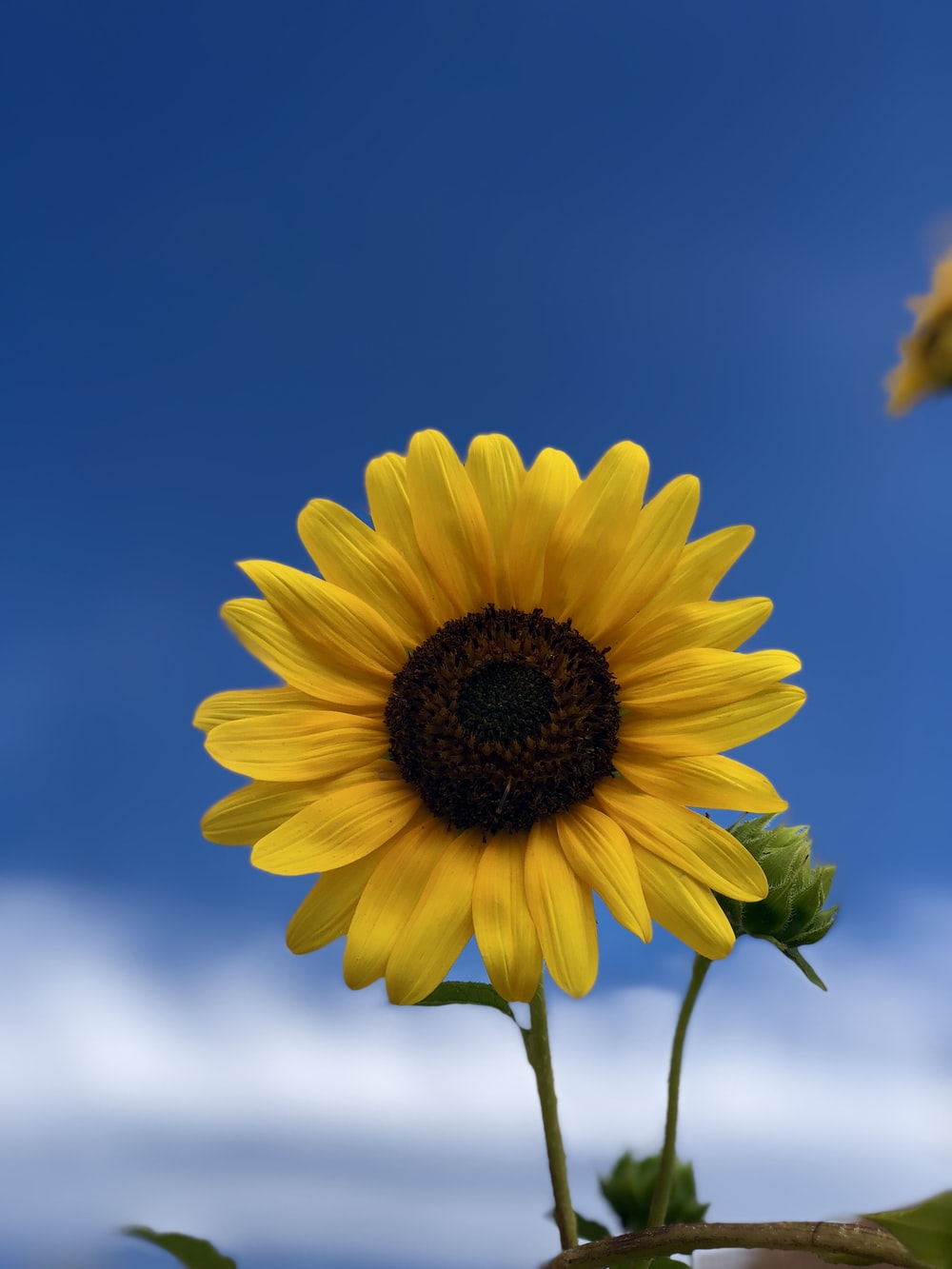 Sunflower Picture [HQ]. Download Free Image