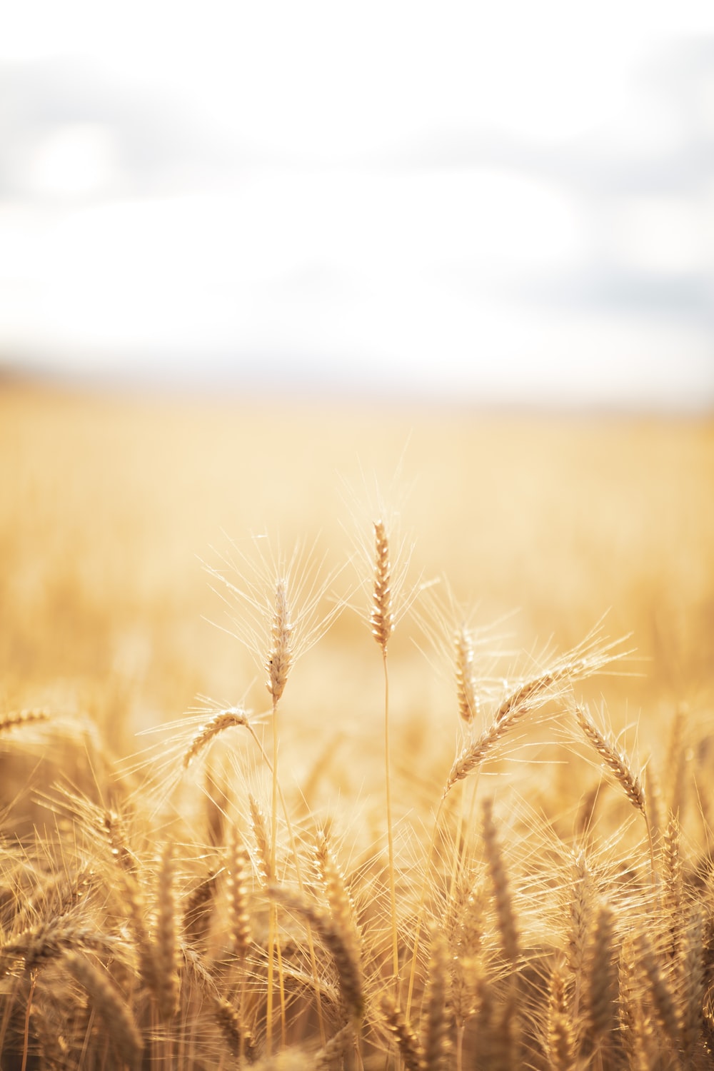Wheat Field Picture. Download Free Image