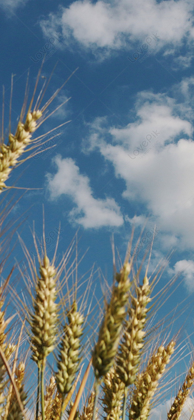 Golden Wheat Field Mobile Wallpaper Background Image Free Download