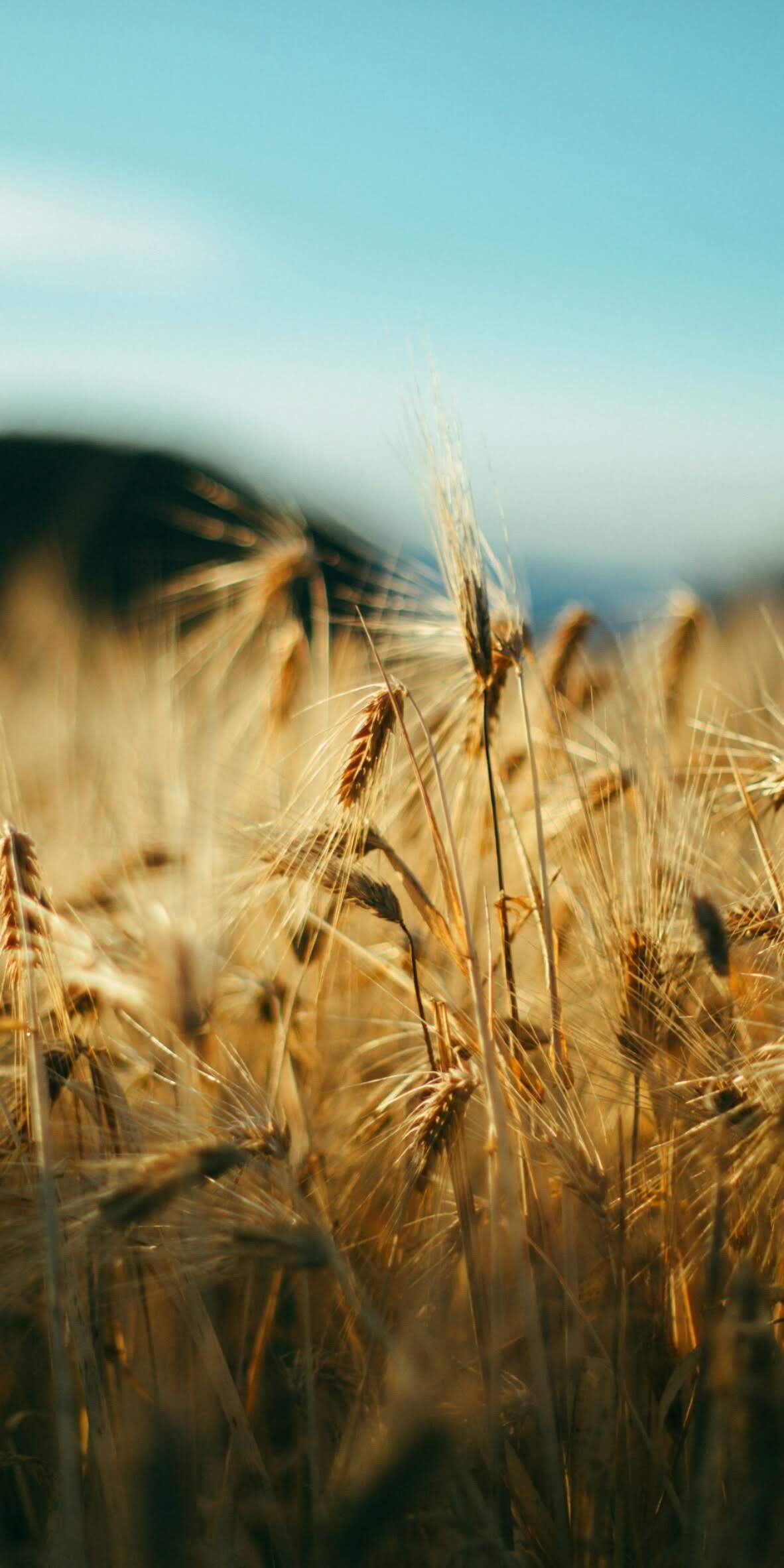 Wheat Field Mobile Wallpapers - Wallpaper Cave