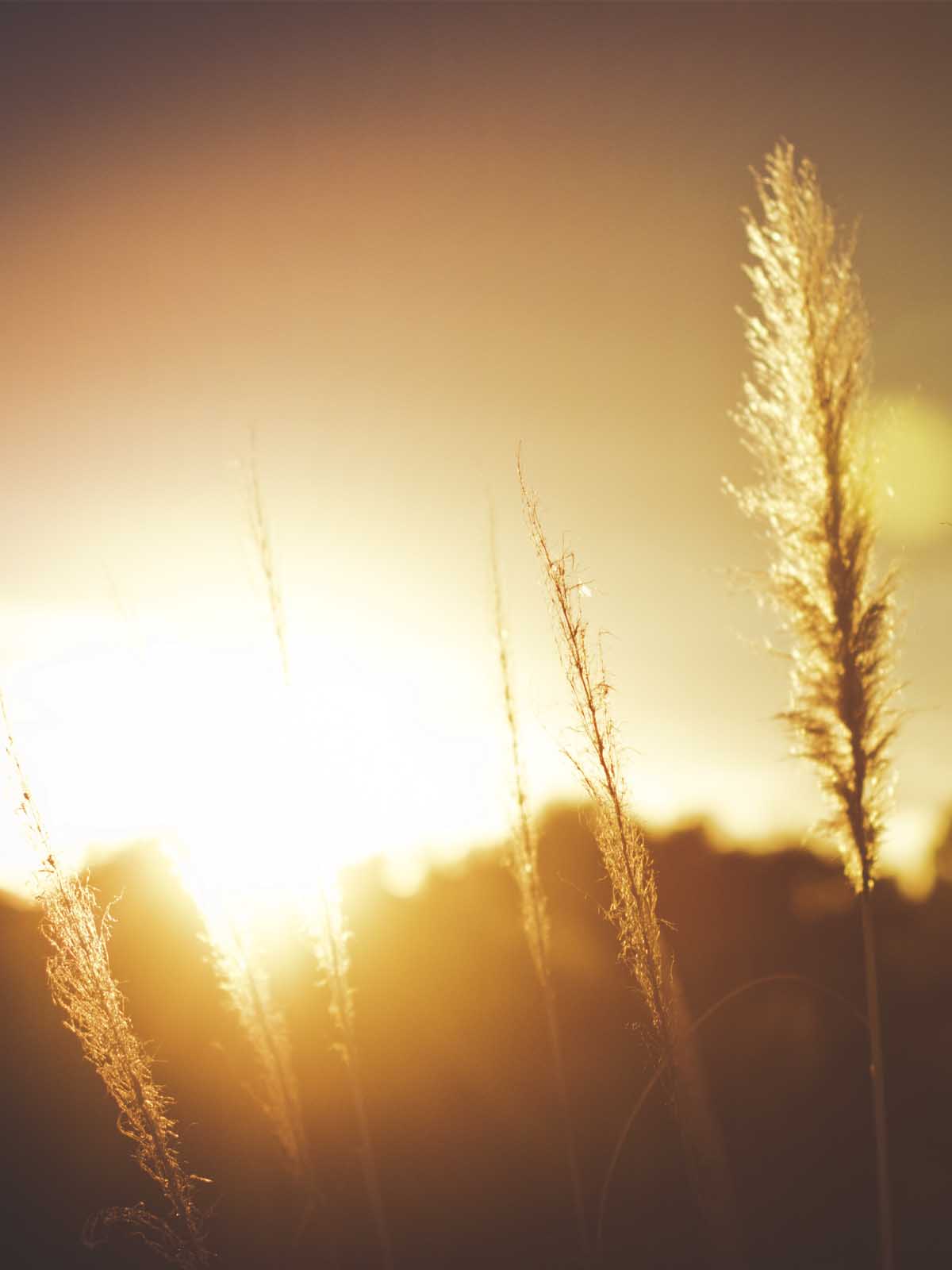 Sunrise Click From Wheat Field 4K Ultra HD Mobile Wallpaper