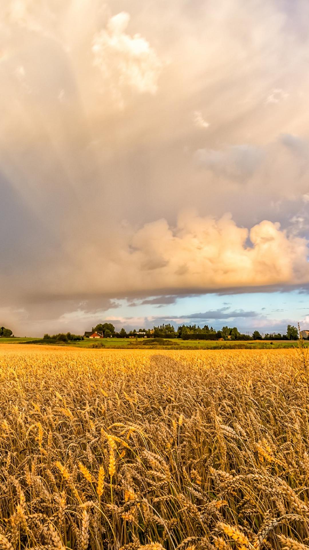 Wheat Field Mobile Wallpapers - Wallpaper Cave