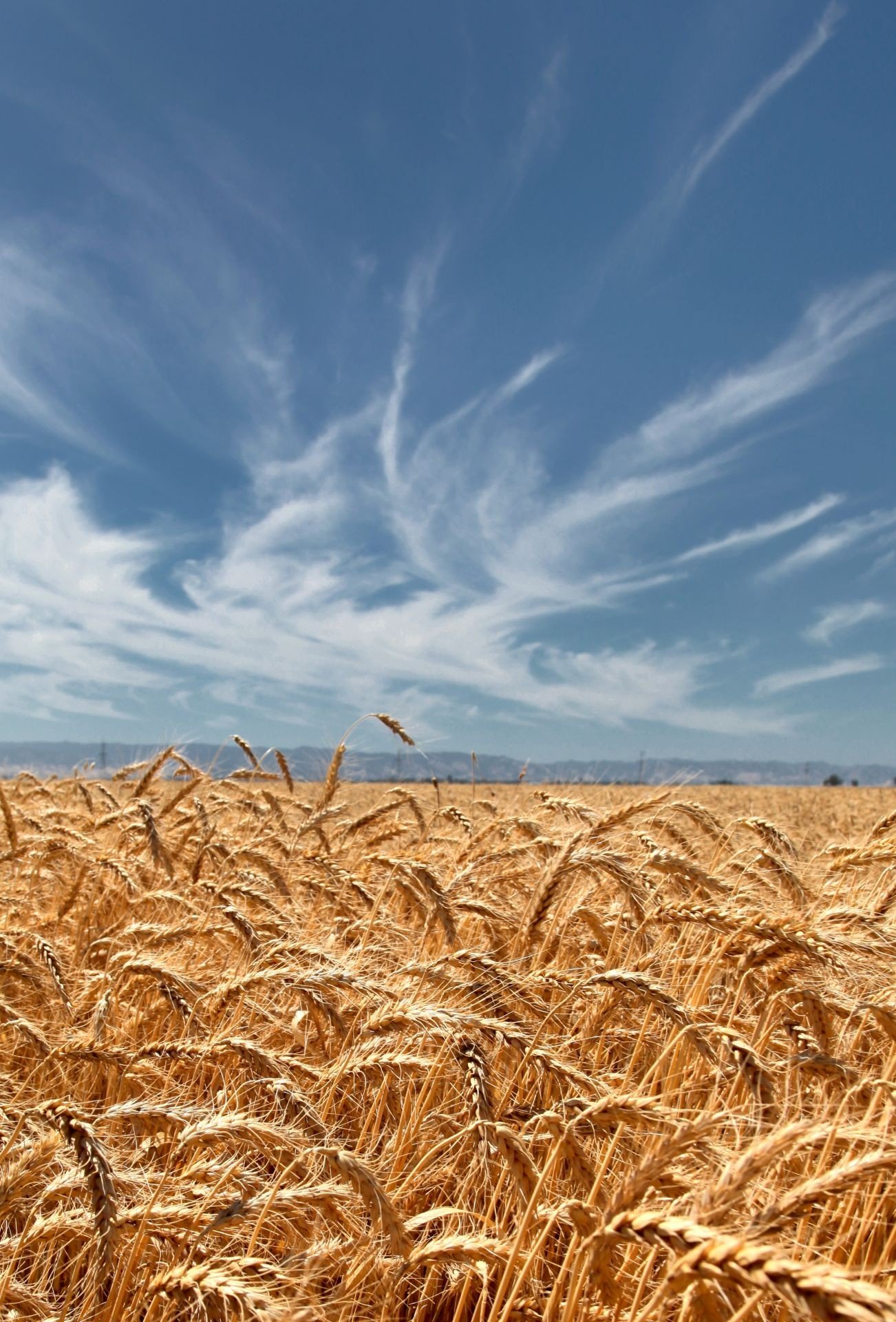 wheat Wallpaper HD / Desktop and Mobile Background