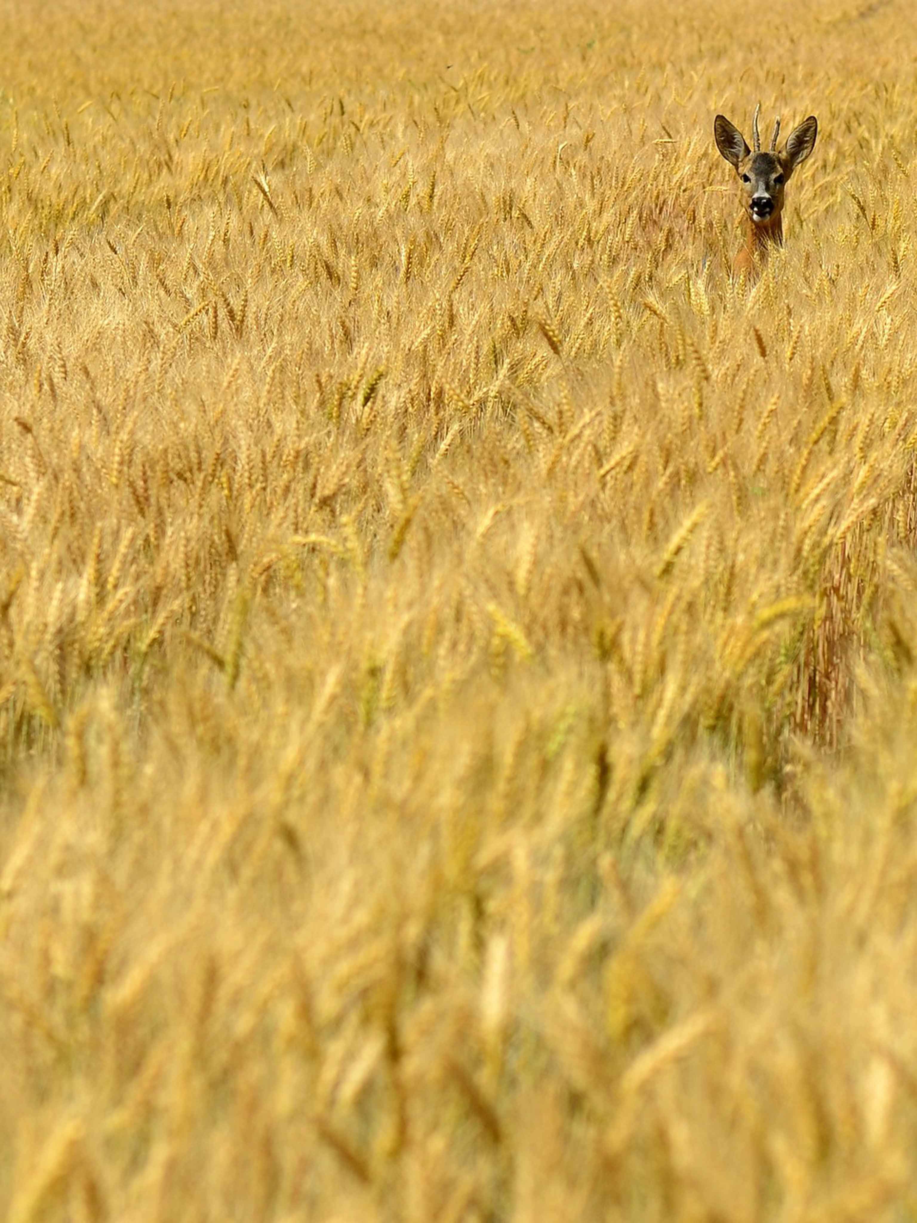 Deer In The Wheat