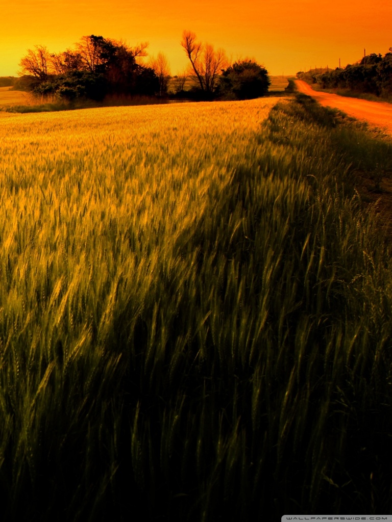 Wheat Field Mobile Wallpapers - Wallpaper Cave