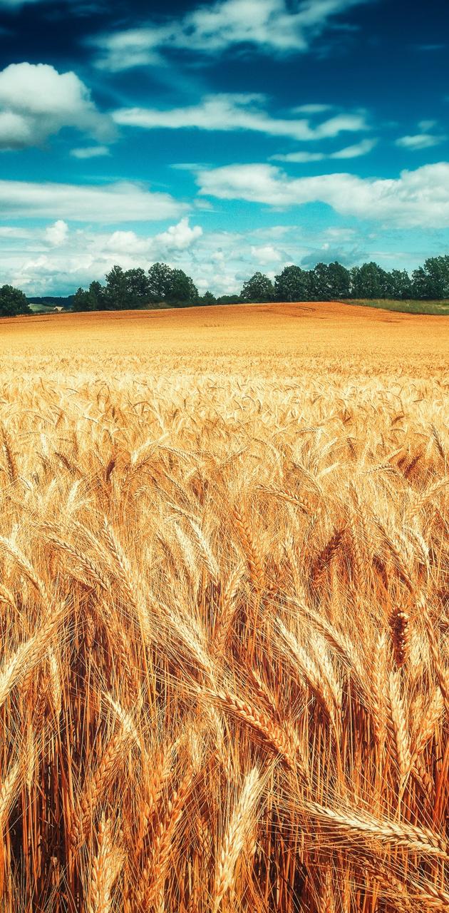 Wheat Field Mobile Wallpapers - Wallpaper Cave