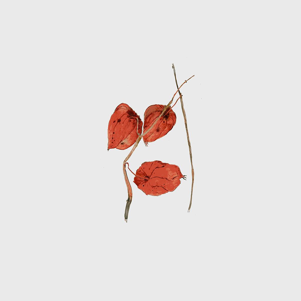 Simple Illust Art Flower Drawing iPad Wallpaper Free Download