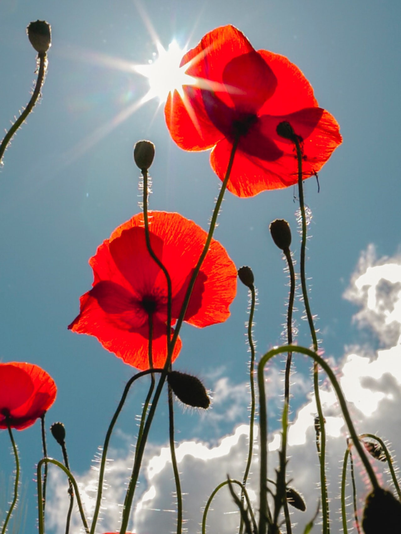 Lest We Forget. ANZAC Day 2020.