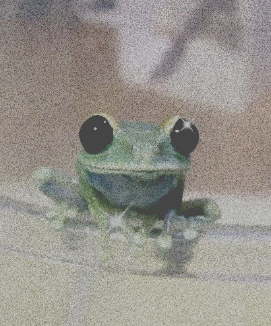 aesthetic froggie. Cute reptiles, Cute frogs, Frog picture