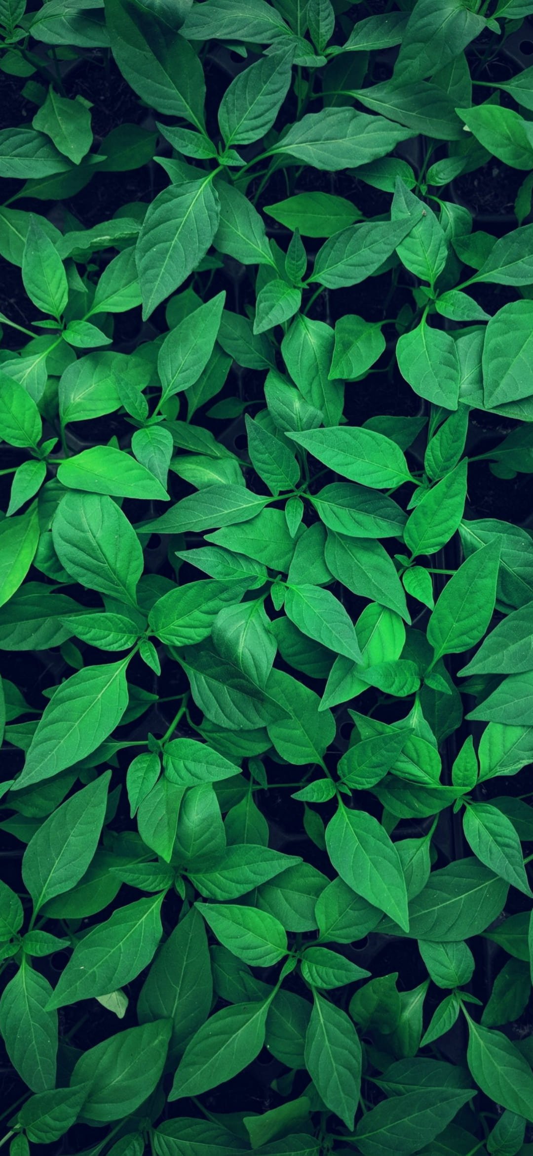 Green Wallpaper:k Green Color Background [ HD ]