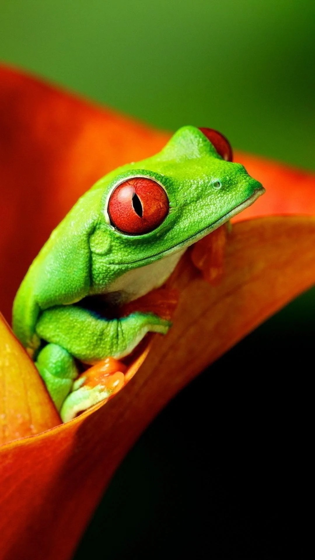 Cute Frog Wallpaper