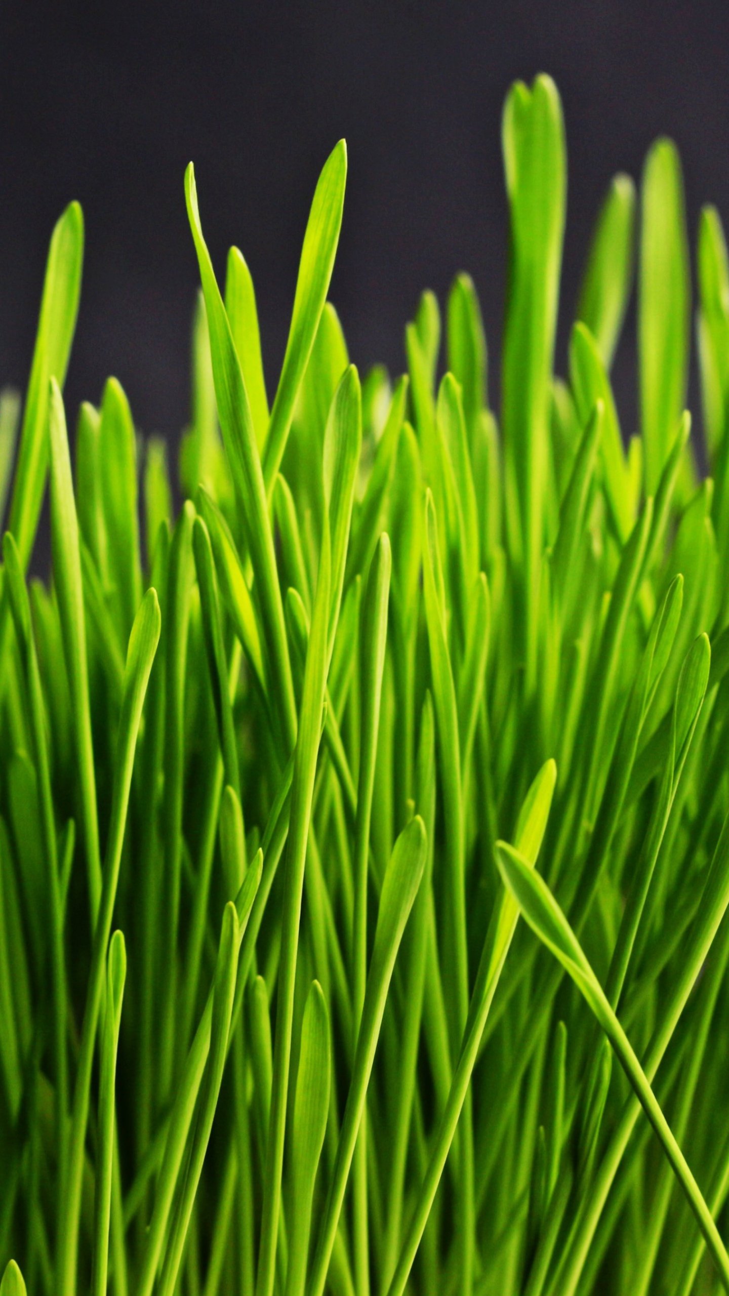 Green Grass Wallpaper, Android & Desktop Background