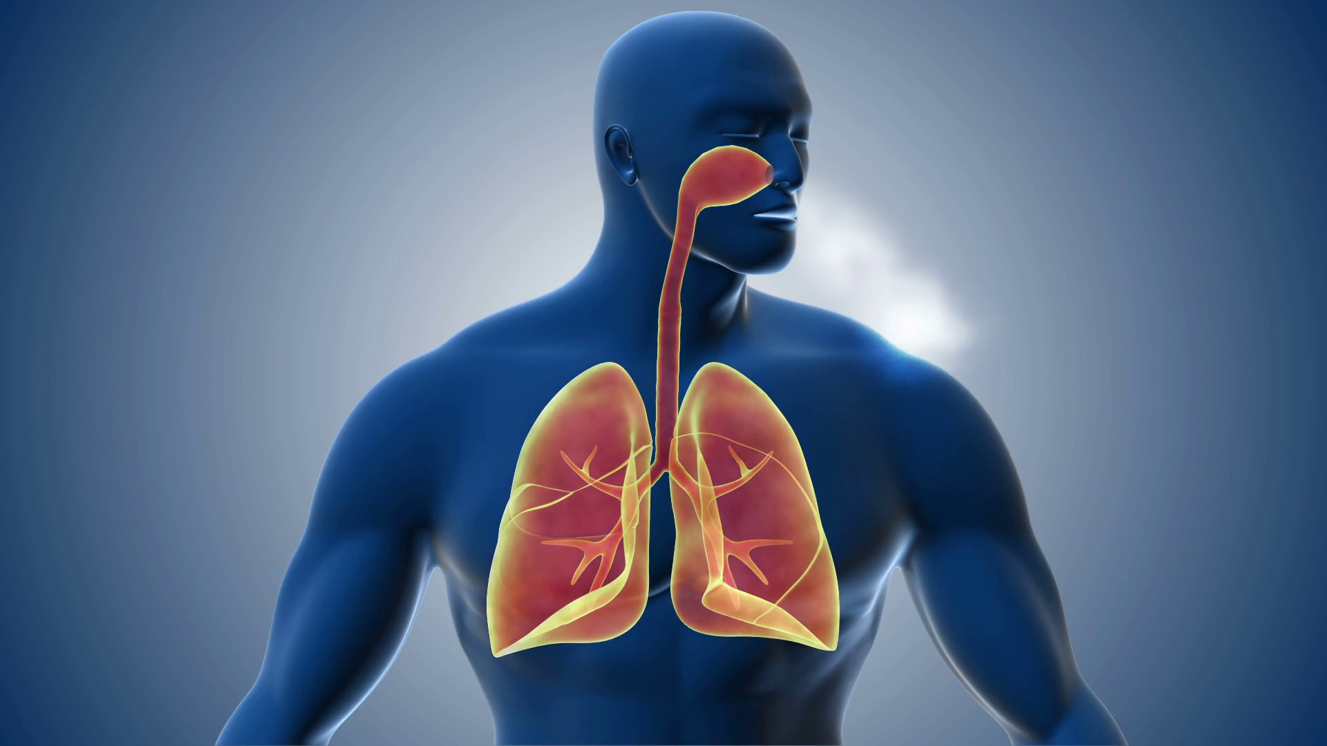 Human Respiratory System
