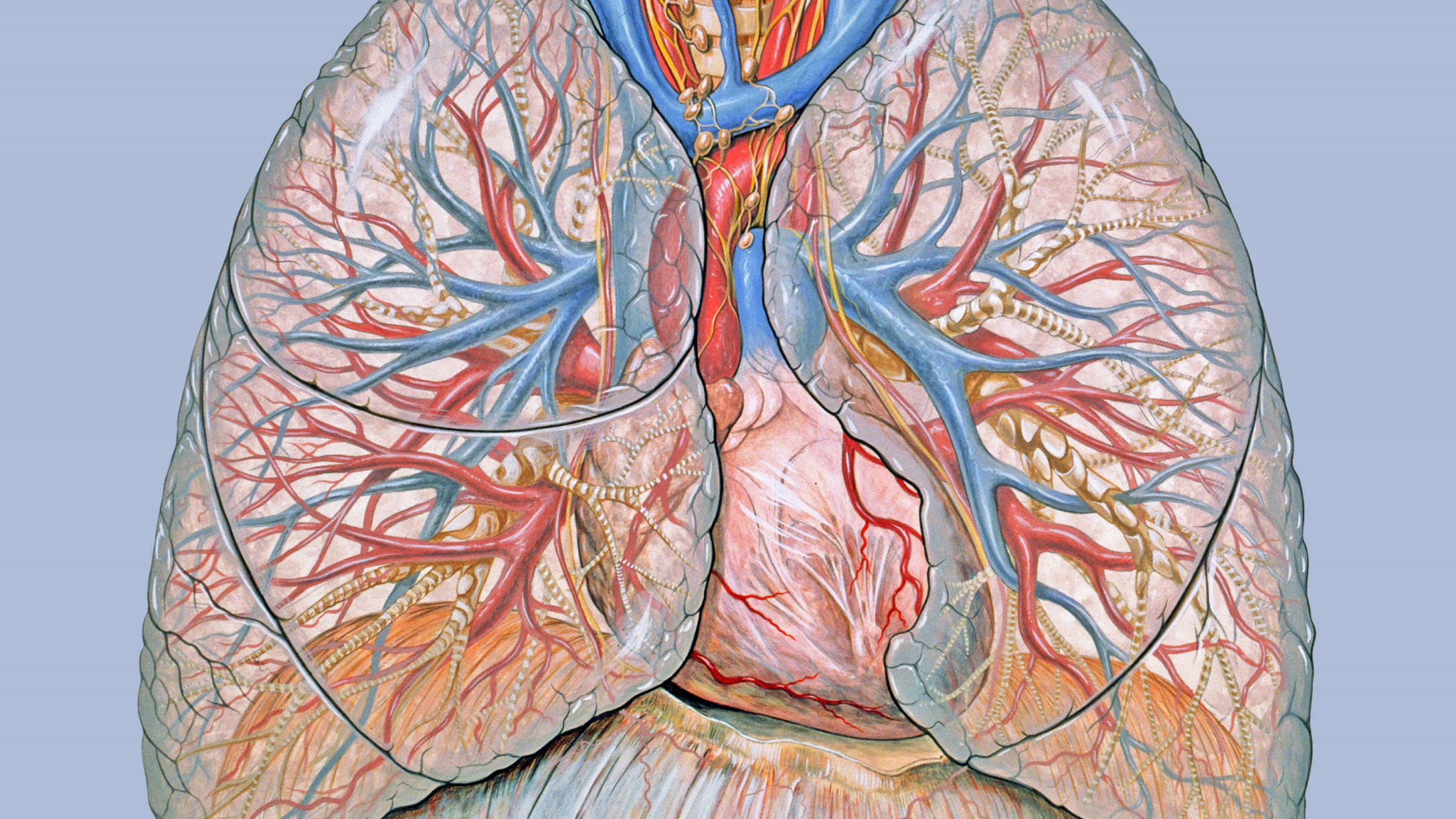 Free download are viewing anatomy lungs lung HD wallpaper color palette tags anatomy [2640x1927] for your Desktop, Mobile & Tablet. Explore Anatomy Wallpaper HD. Grey's Anatomy HD Wallpaper