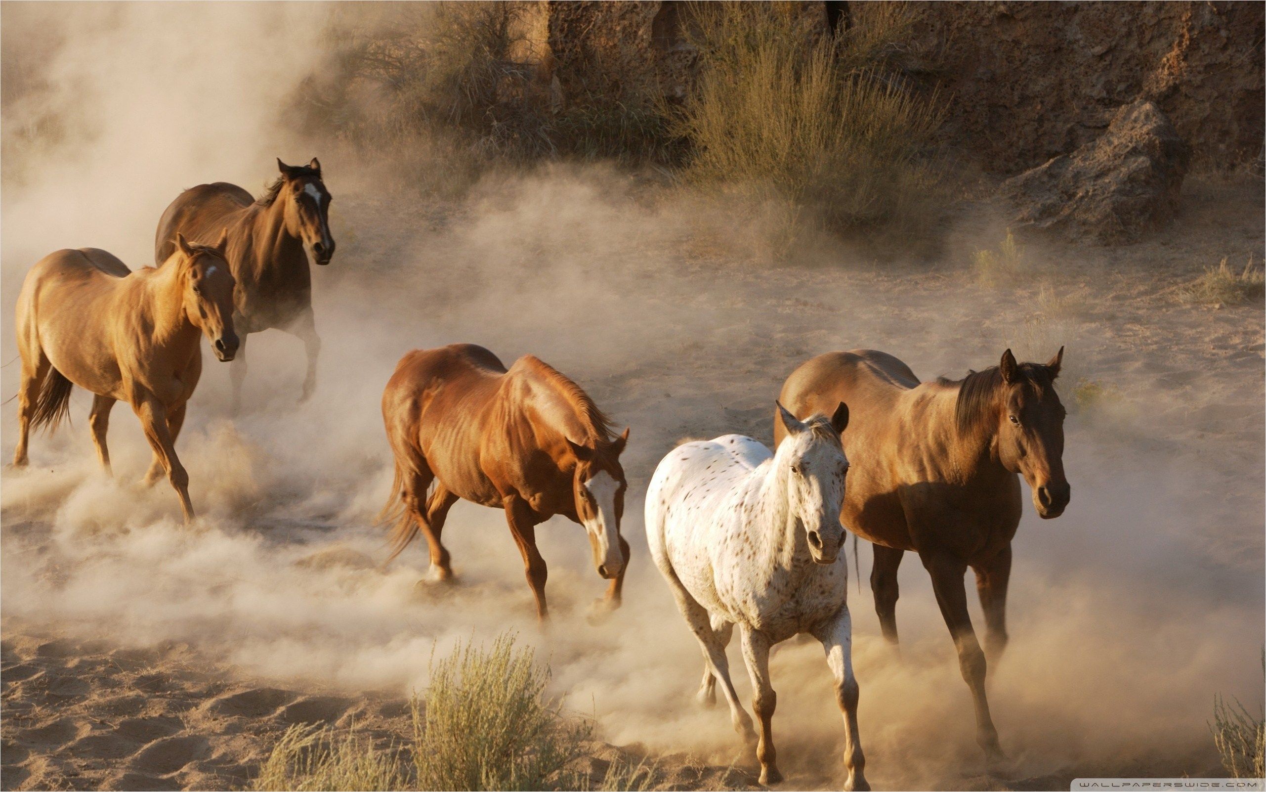Wild Horse Herd. Wild horses running, Horse wallpaper, Horses