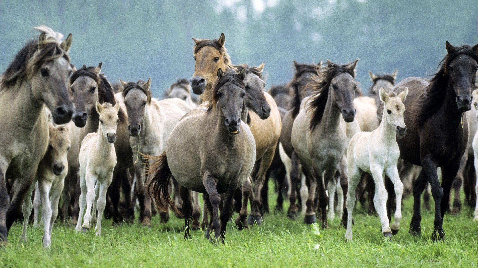 Herd of Horses HD wallpaper