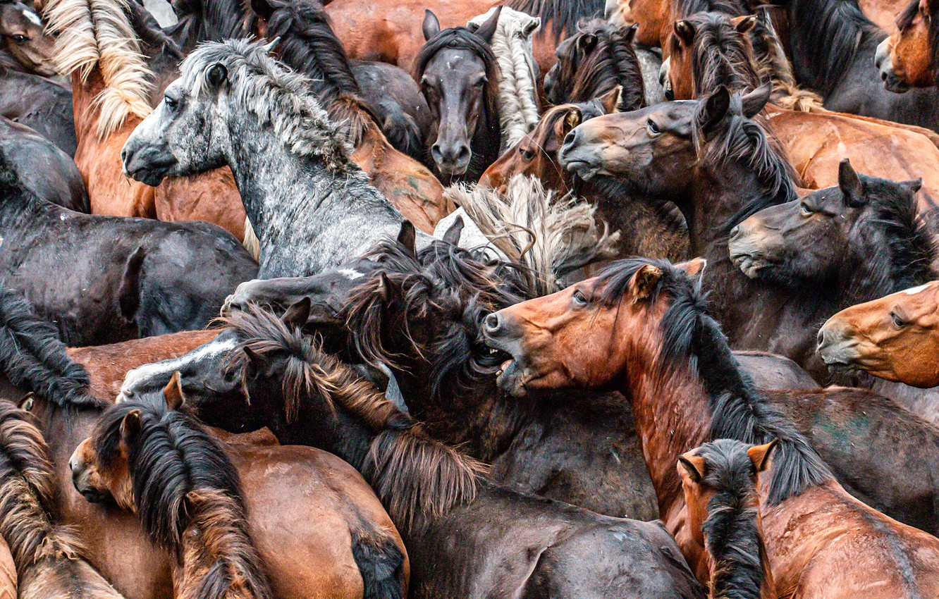 Wallpaper horses, horse, the herd image for desktop, section животные