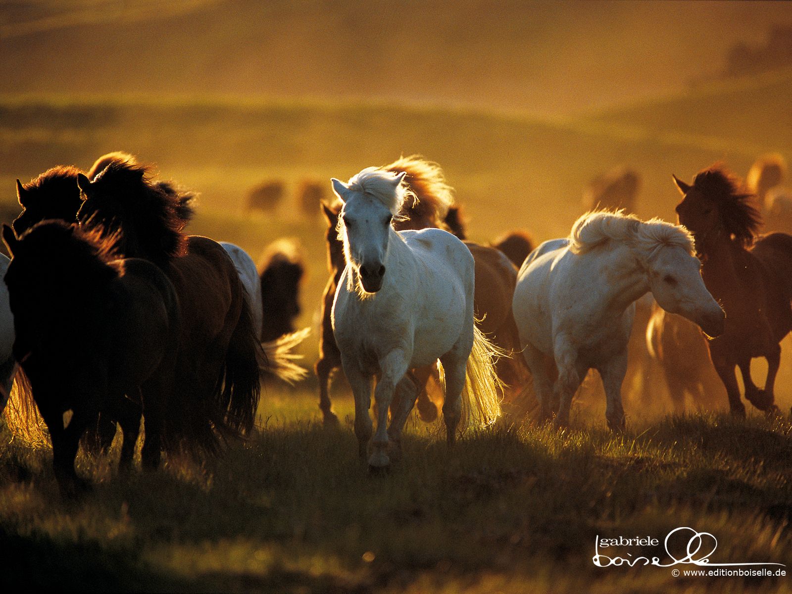 The herd. Horse wallpaper, Horses, Horse picture