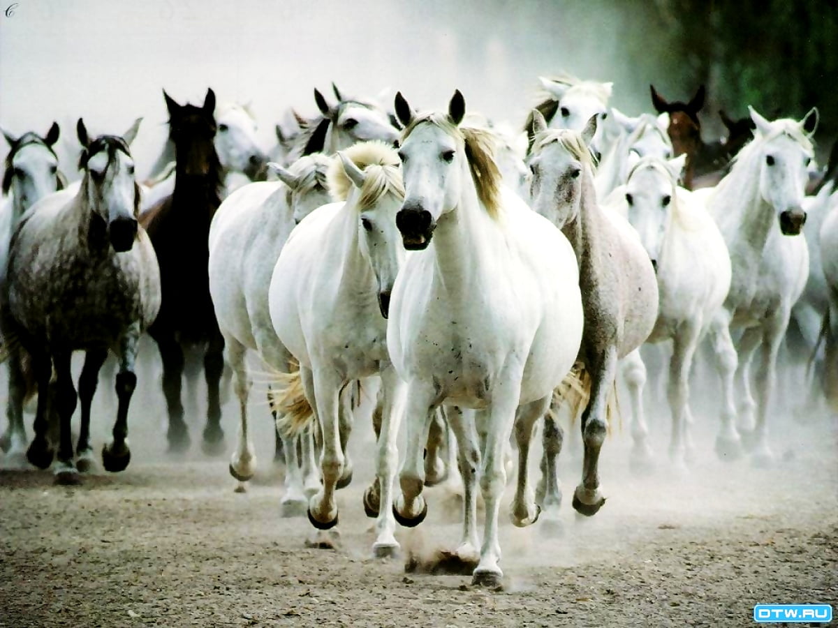 Horse, Herd, Animals wallpaper widescreen. Best Free wallpaper