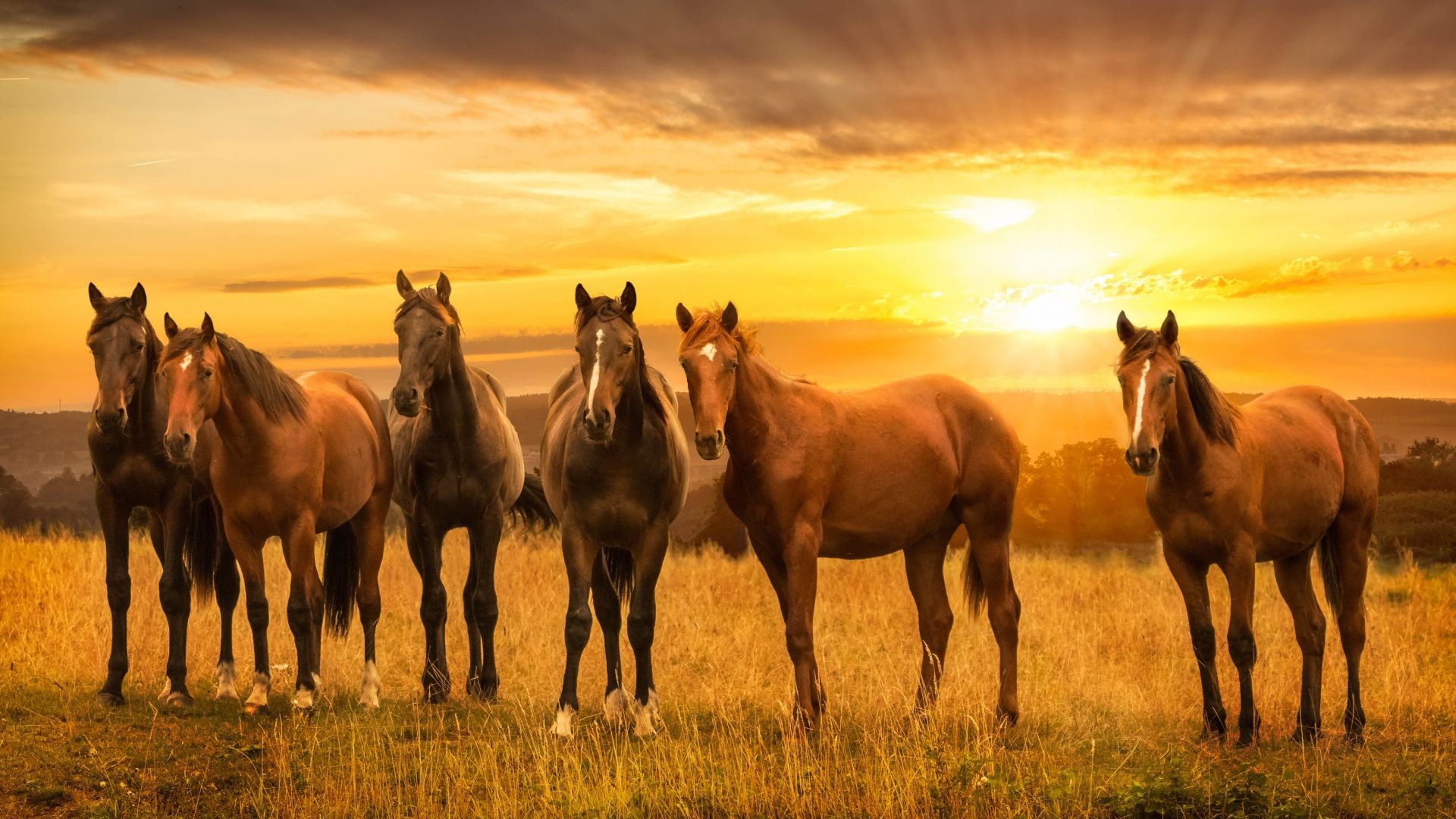 Horses, herd, sunset, landscape wallpaper, HD image, picture, background, 064944