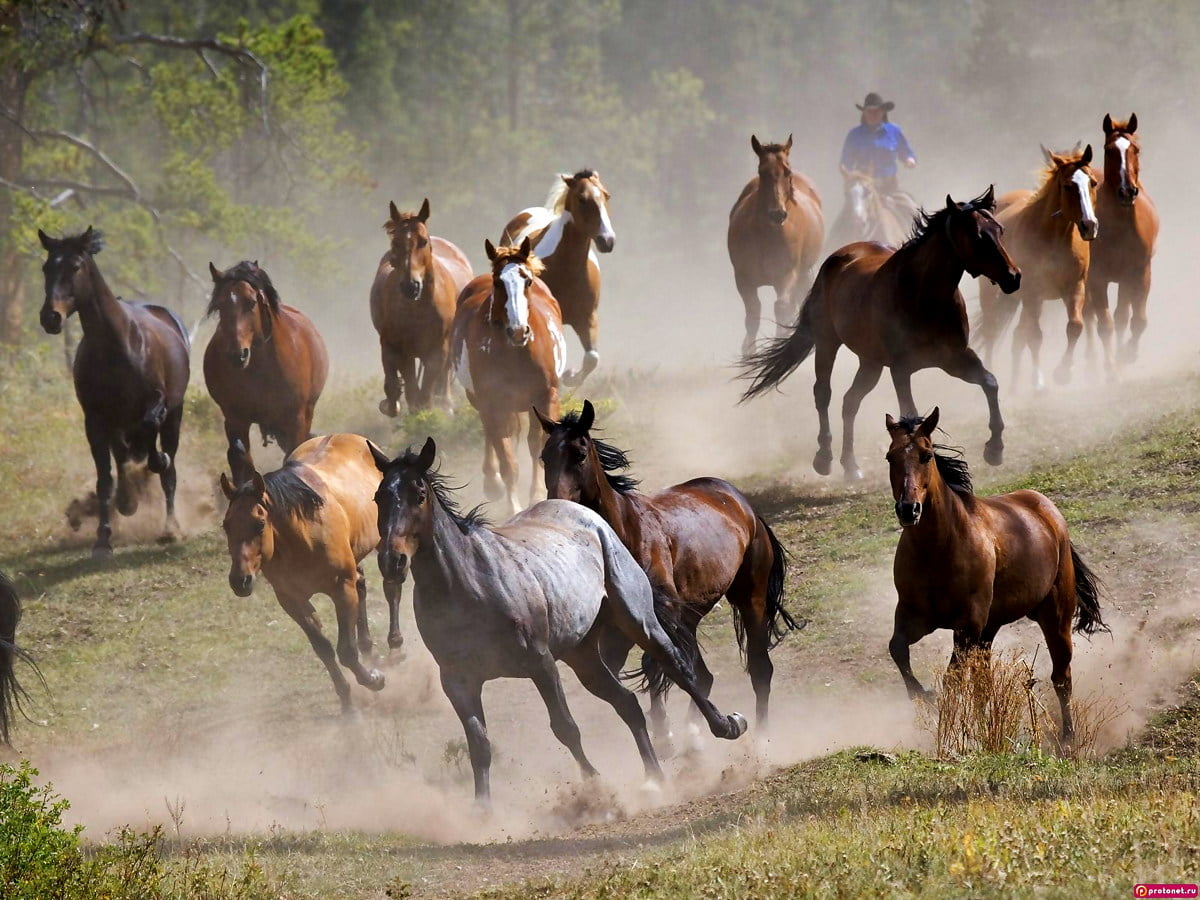 Awesome Herd, Horse, Wildlife wallpaper. FREE Best pics