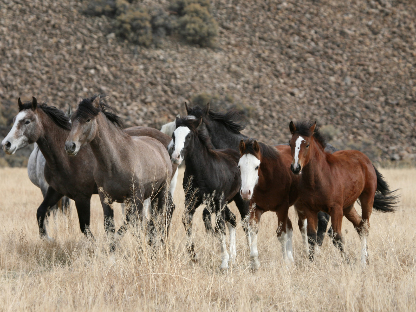 A Herd Of Wild Horses In A Nature Desktop Background Free Download, Wallpaper13.com