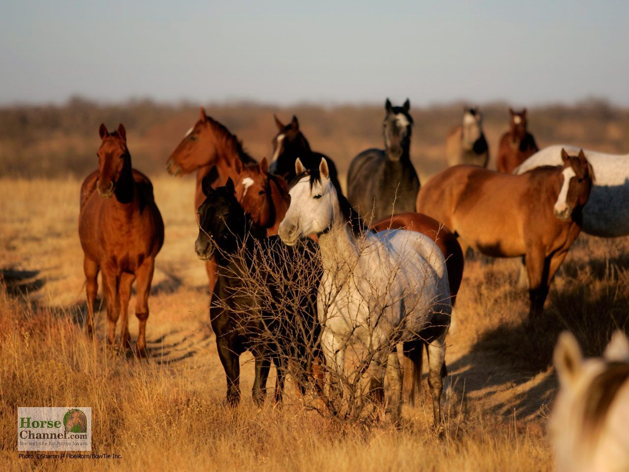 Horse Ranch Wallpaper Free Horse Ranch Background