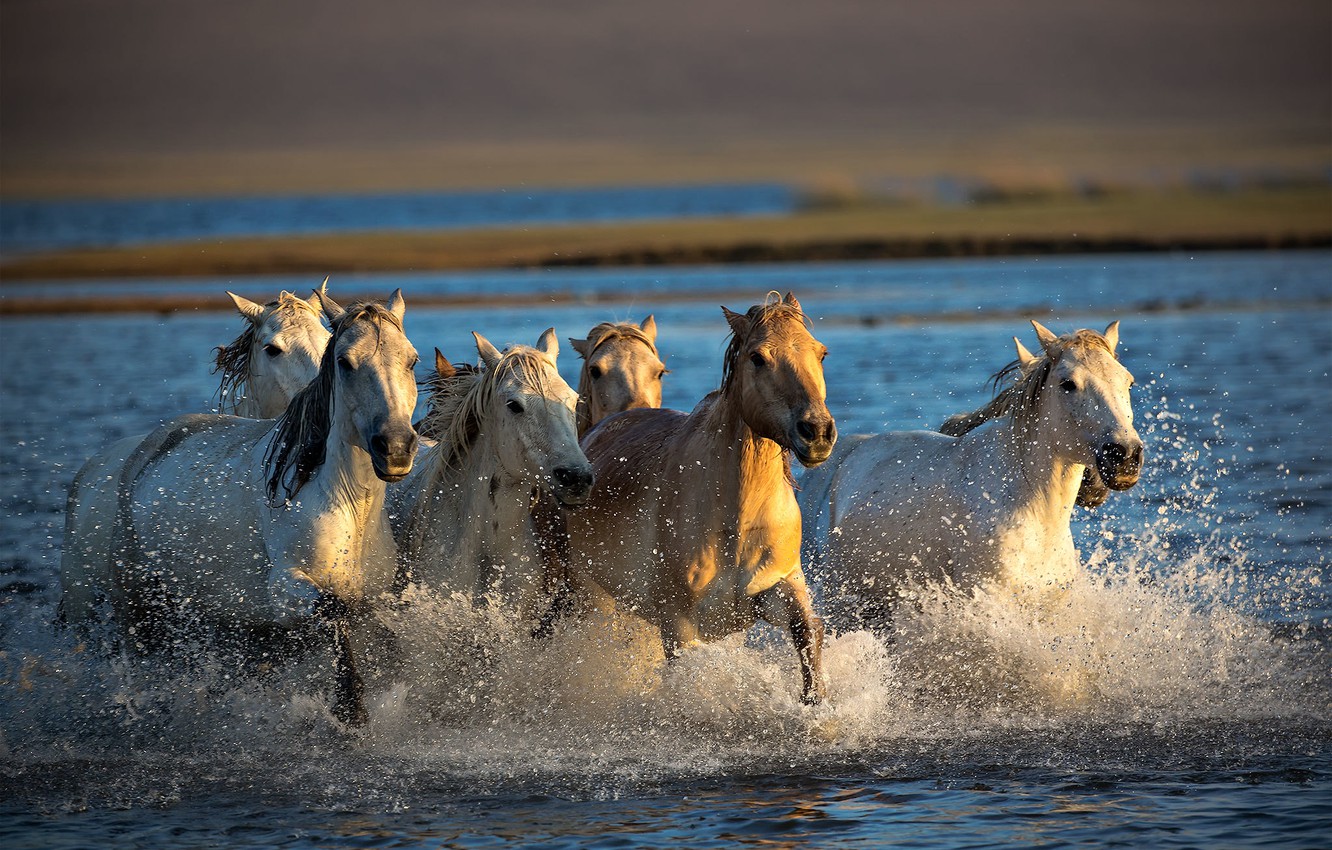 Wallpaper river, horse, the herd image for desktop, section животные