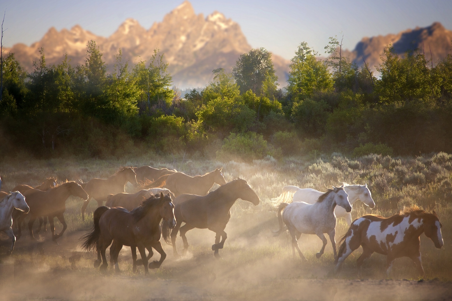 horse, Horses, Herd, Nature Wallpaper HD / Desktop and Mobile Background
