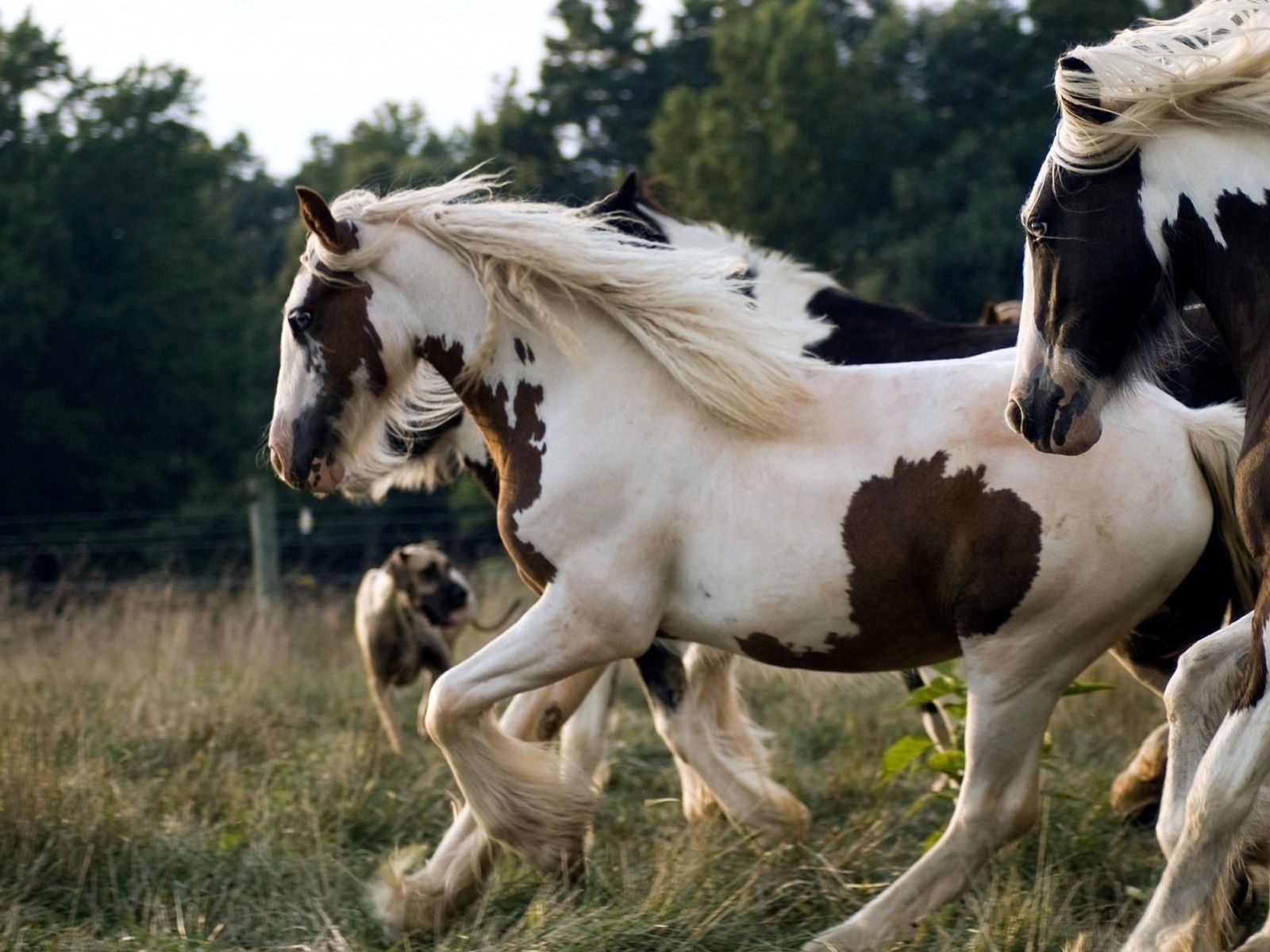 Download wallpaper 1600x1200 horse, herd, running, spotted, beautiful standard 4:3 HD background
