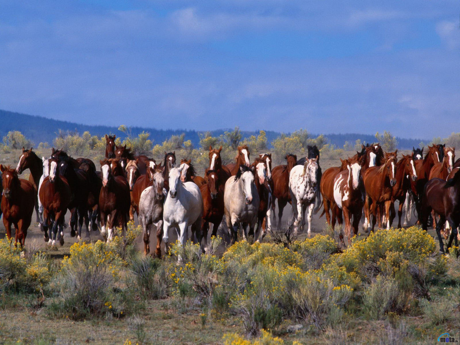 Download Wallpaper horse herd, 1600x The herd of wild horses