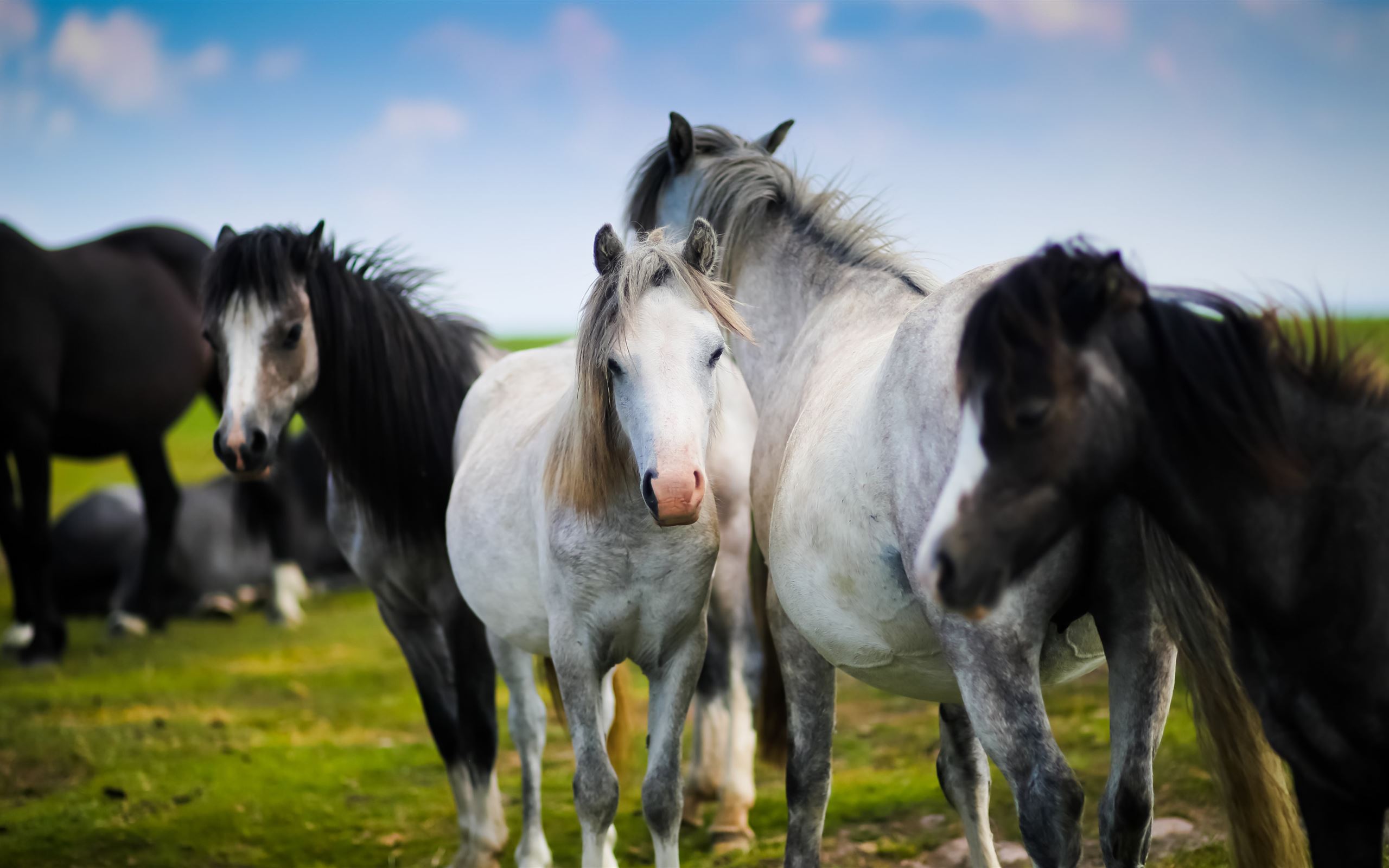 Horse herd in Wales MacBook Air Wallpaper Download