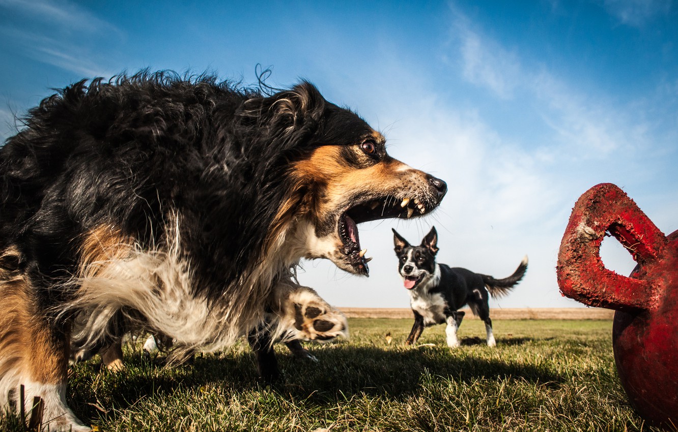 Wallpaper dogs, anger, Australian shepherd, The border collie, Aussie image for desktop, section собаки