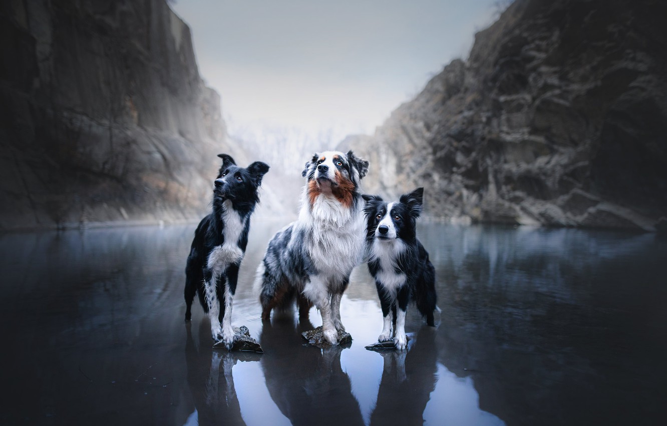Wallpaper dogs, mountains, lake, trio, Australian shepherd, Trinity, The border collie, Aussie image for desktop, section собаки