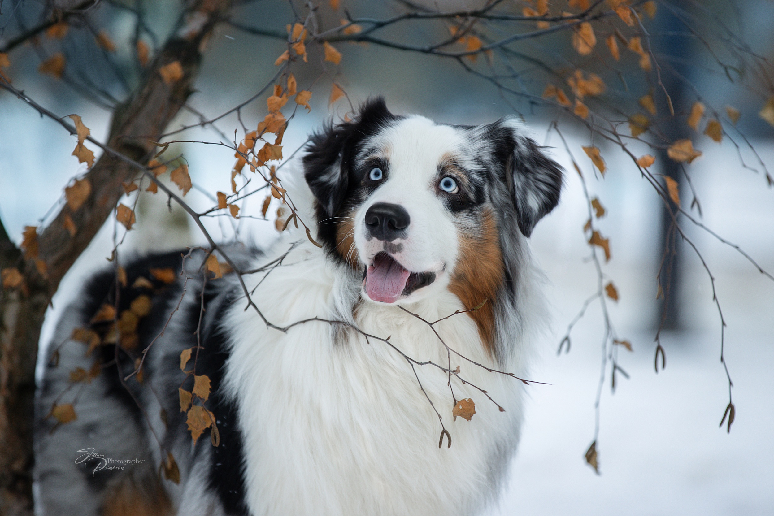 Australian Shepherd HD Wallpaper, Pet, Dog HD Wallpaper