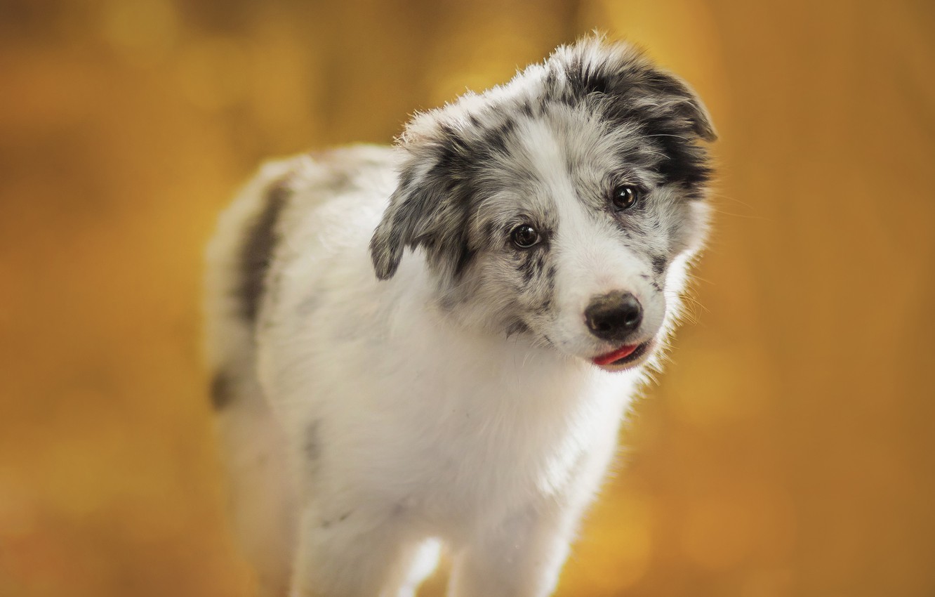 Wallpaper language, white, look, orange, yellow, background, dog, baby, puppy, is, bokeh, spotted, the border collie, Aussie image for desktop, section собаки