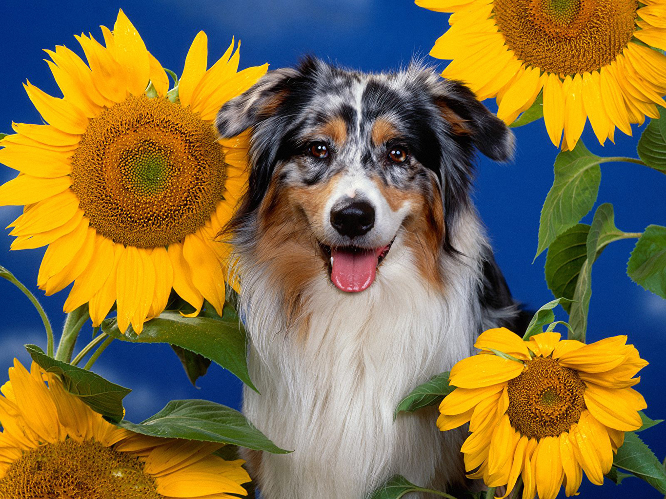 Photos aussie dog Border Collie dog Sunflowers animal Staring