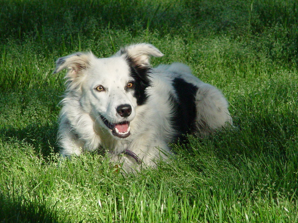Border Collie Trained to Recognize 022 Nouns Dies