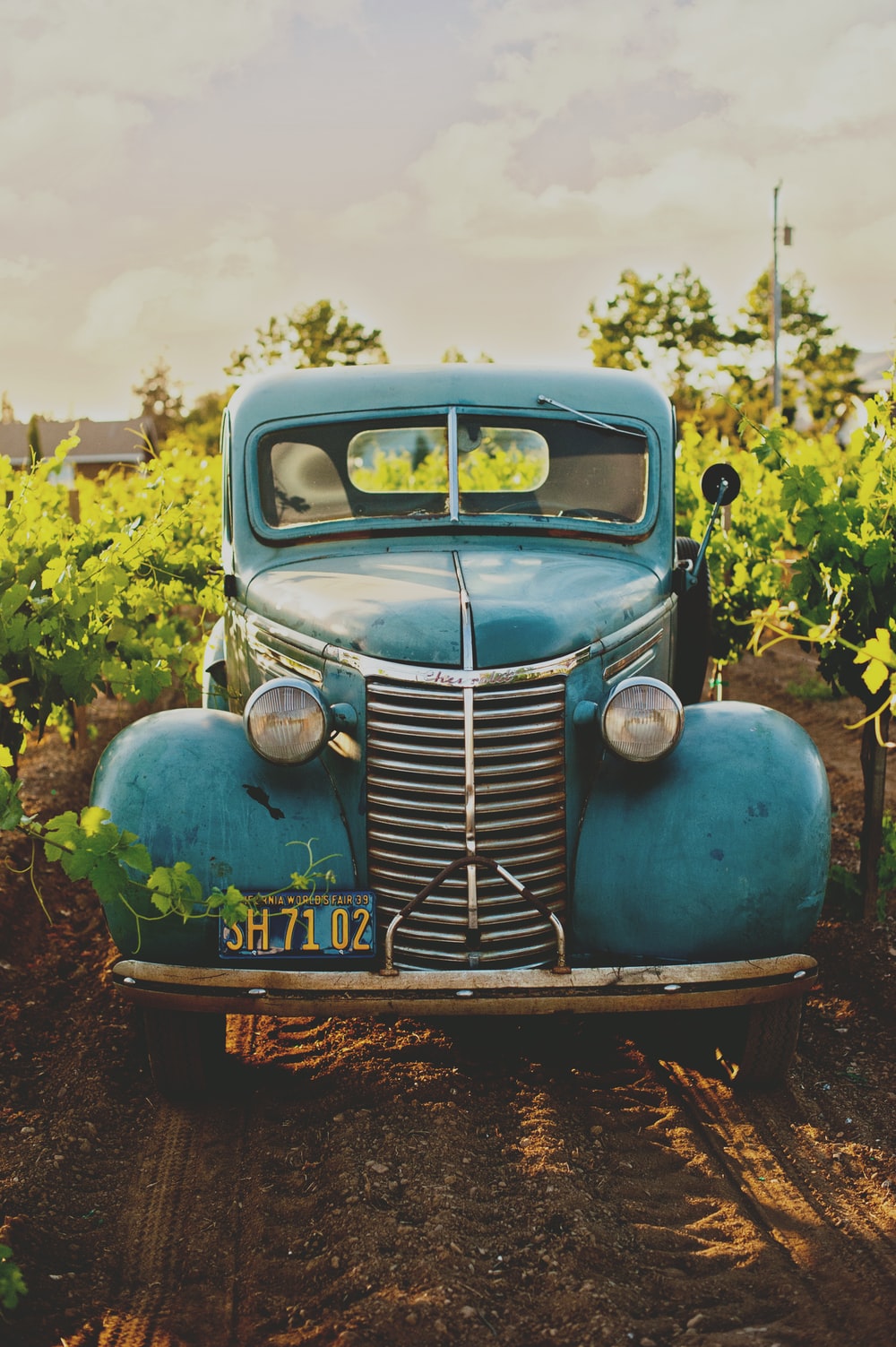 classic blue vehicle between vineyard photo photo