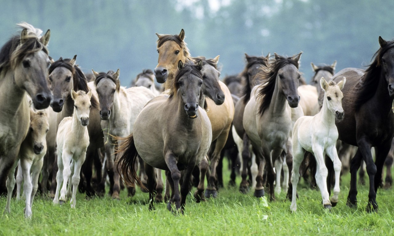 Herd Of Mustang Horses Wallpaper & Background Download