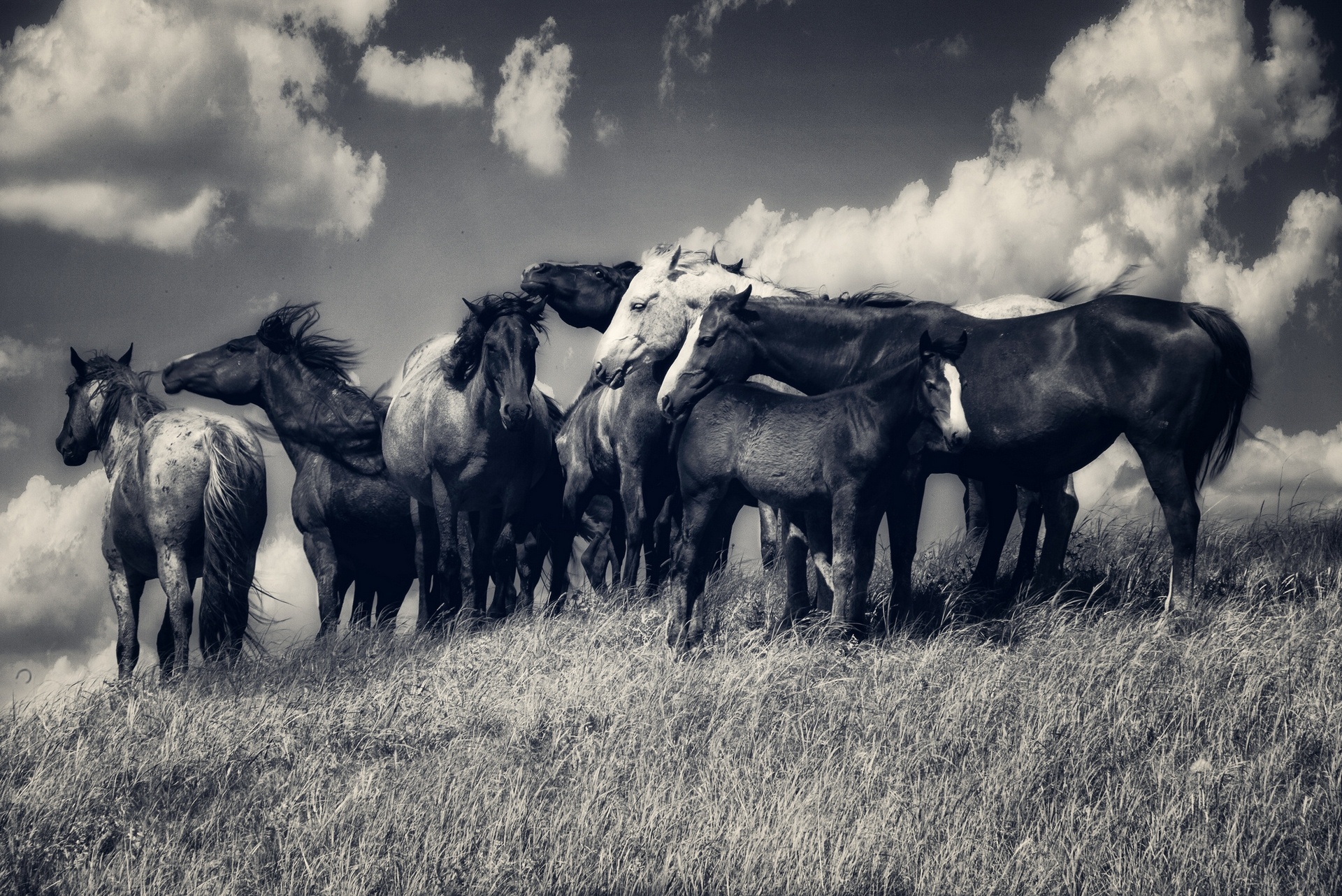 horse, Horses, Herd, Meadow, Clouds, Black, And, White Wallpaper HD / Desktop and Mobile Background