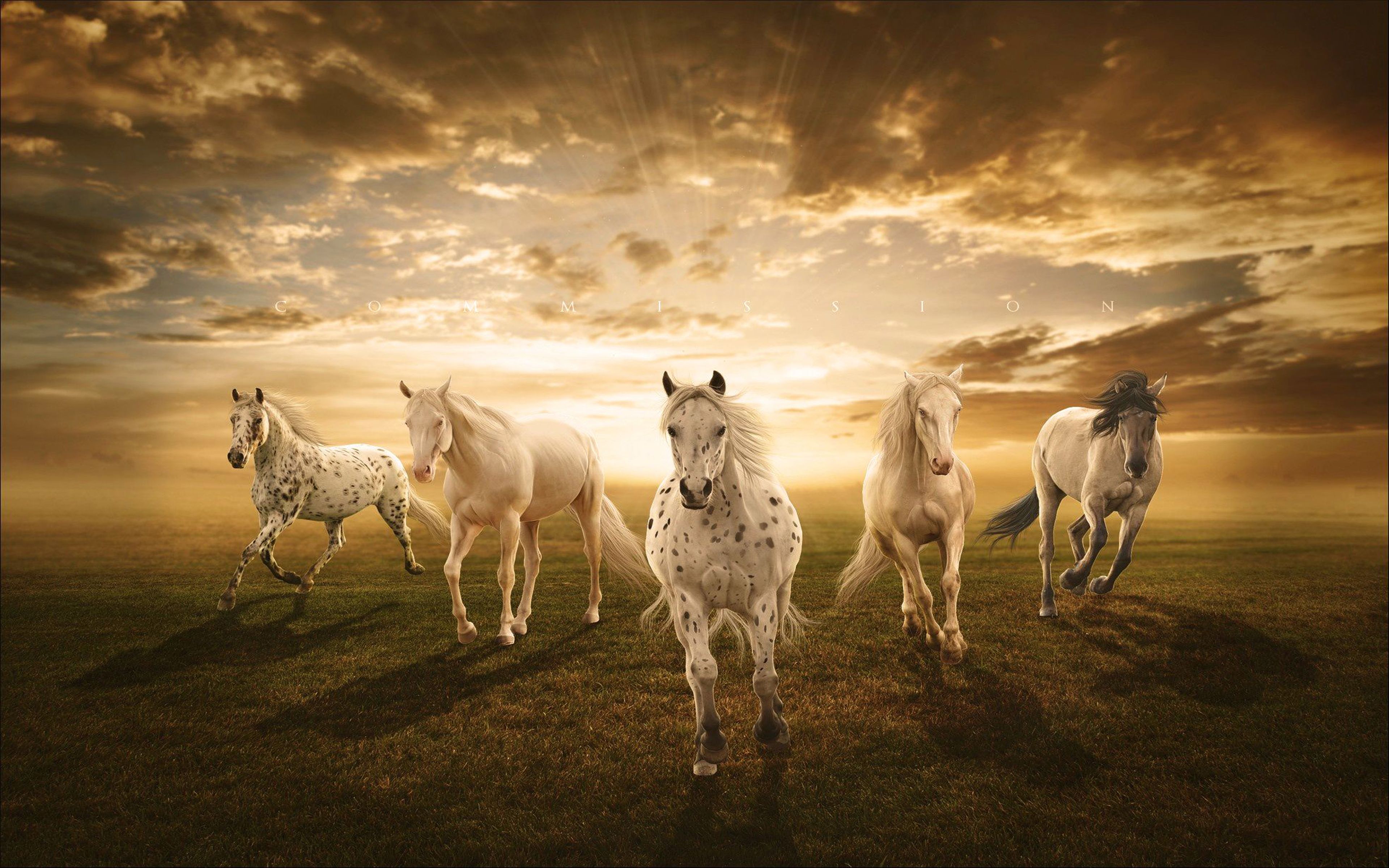 horse wallpaper HD. White Horses Desktop Background, Wallpaper13.com. Horse wallpaper, Horses, Beautiful horses