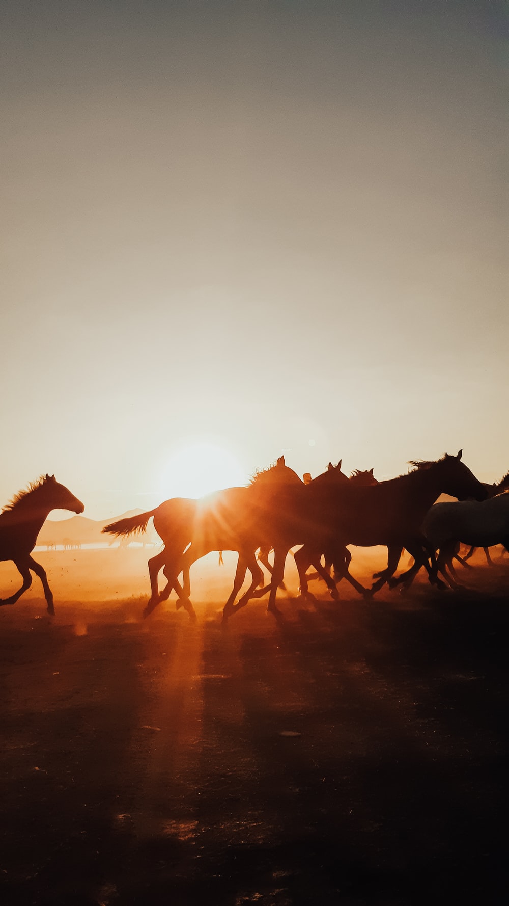 Horse Herd Picture. Download Free Image
