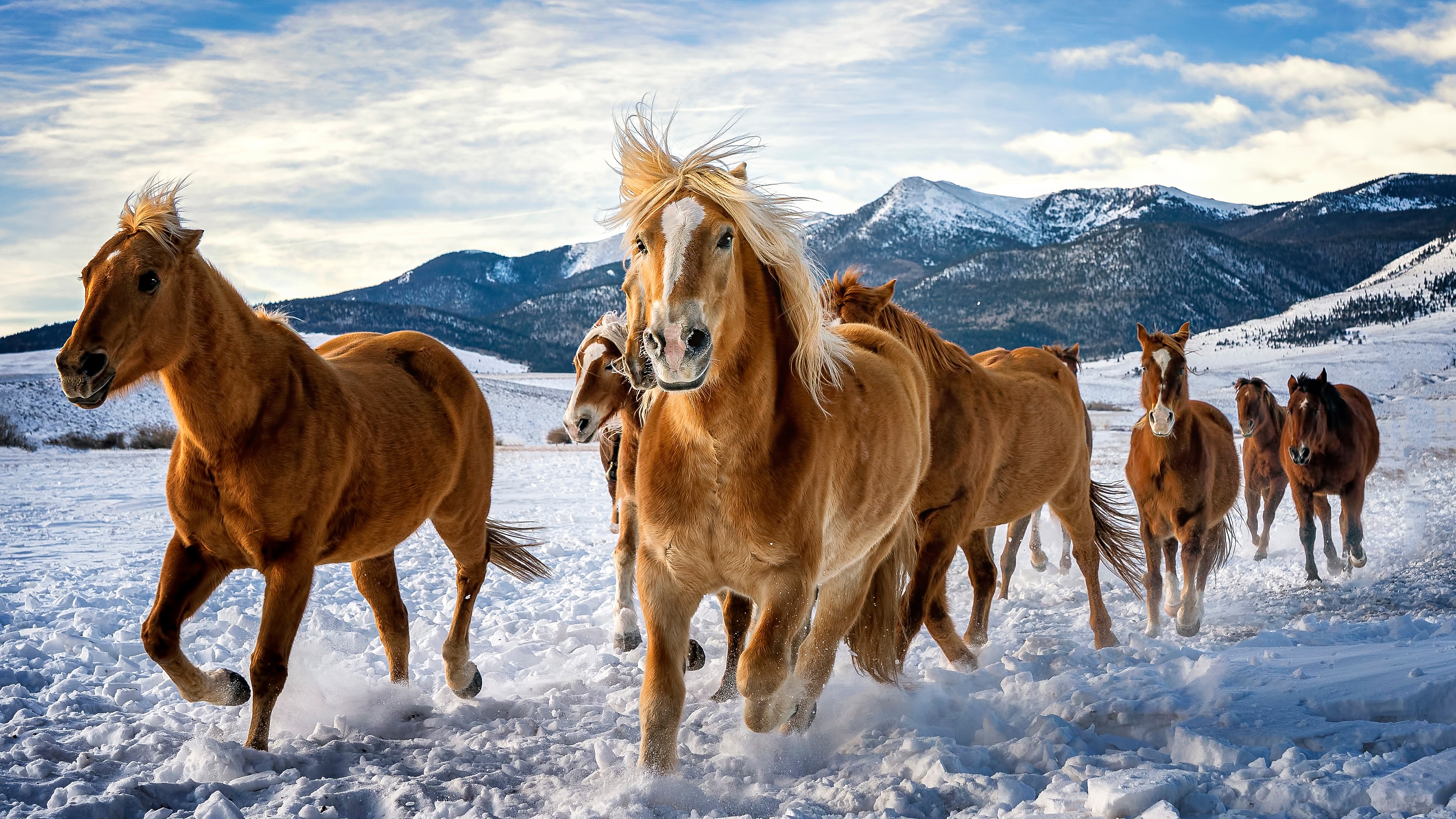 Image Horses Run Herd Snow Animals 3840x2160