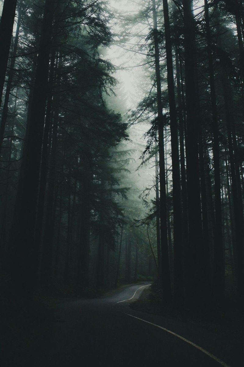 Adorable Aesthetic Forest Wallpaper. Forest wallpaper, Forest, Nature aesthetic
