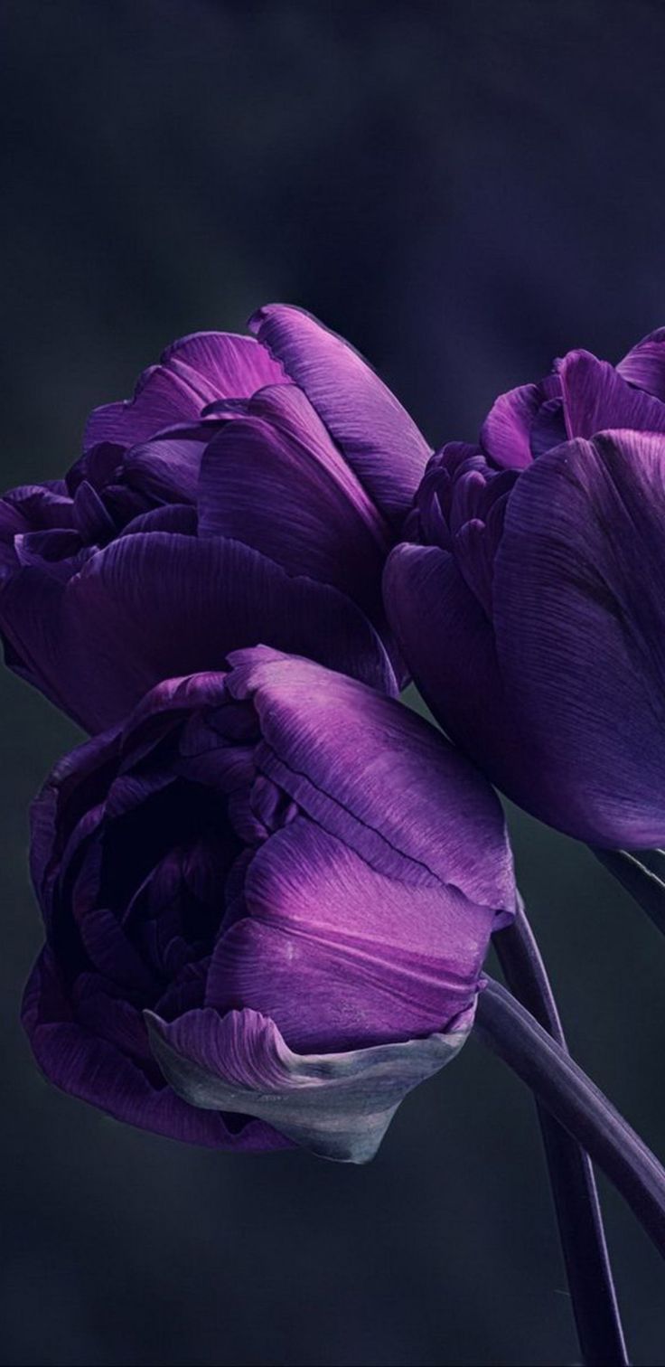 Tulip Wallpaper. Purple tulips, Satta matka king, Flowers