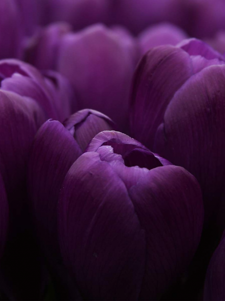 Free download Purple Flower HD Wallpaper [1920x1200] for your Desktop, Mobile & Tablet. Explore Purple Flower Background. Purple Flower Background, Purple Flower Wallpaper, Purple Flower Wallpaper